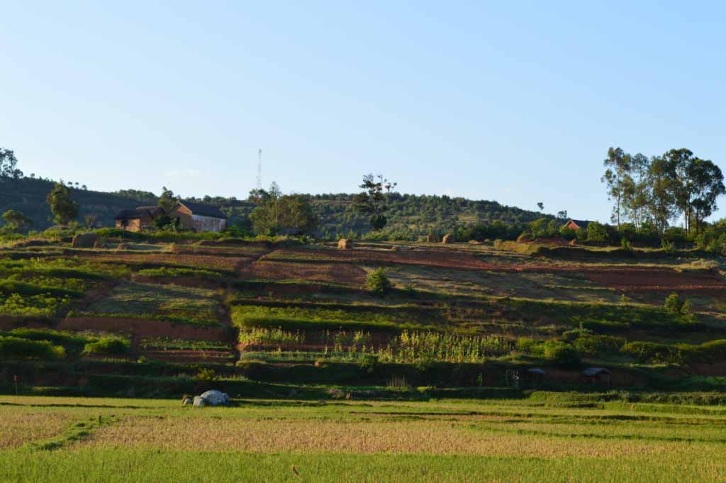 Paysage de rizière à Ambohibemasoandro