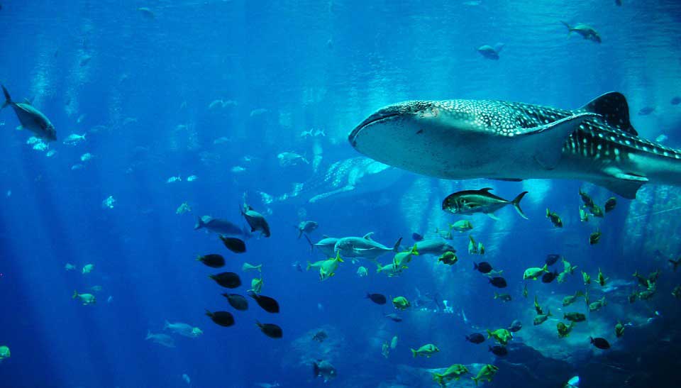 requins-baleines à Madagascar