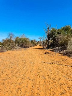 route secondaire avec foret de baobab