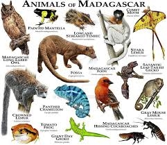 10 animaux fantastiques que l'on ne trouve nulle part ailleurs qu'à Madagascar