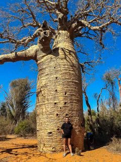 visite foret de baobab en famille